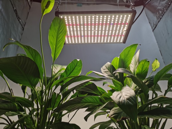 HonLIGHT 120W Full Spectrum Plant Grow Light LED Hydroponic Growing Lights for 2x2FT Microgreens Succulents Houseplant, 1x1FT Stealth Seedling Veg Grow Lights 