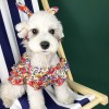 Dog clothes summer thin small dog lovely princess Teddy Chenery dress pet clothes
