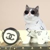 Pet clothes cat European and American letter T-shirt anti hair off English short Garfield hairless cat Maltese small dog clothes