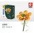 1088_601233B含笑花-橙黄色 