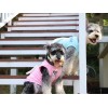 Dog vest wings Teddy is thinner than bear cat Bomei Chenery VIP small dog pet clothes in summer