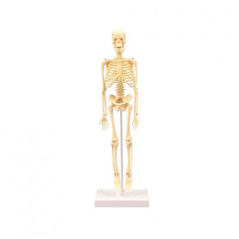 Huiye kids toys educational 35cm halloween assemble model mainan edukasi human skeleton toy educational game