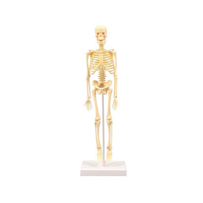 Huiye kids toys educational 35cm halloween assemble model mainan edukasi human skeleton toy educational game