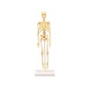 Huiye kids toys educational 35cm halloween assemble model mainan edukasi human skeleton toy educational game