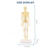 Huiye kids toys educational 35cm halloween assemble model mainan edukasi human skeleton toy educational game