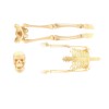 Huiye kids toys educational 35cm halloween assemble model mainan edukasi human skeleton toy educational game