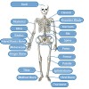 Huiye kids toys educational 35cm halloween assemble model mainan edukasi human skeleton toy educational game