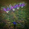 Holiday Dandelion Wedding Decoration Lighting Solar Led String Light Outdoor Waterproof Med Starburst Firework Lights For Garden