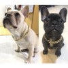 Teddy Bago fighting dog bully gold chain small and medium-sized dog collar pet Necklace accessories