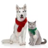 Pet knitted Christmas scarf creative VIP Teddy scarf cat dog pet products