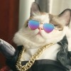 Creative new pet glasses cat Polarized Sunglasses dog Sunglasses funny personality jewelry