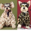 Dog clothes spring and autumn clothes Leopard Coat thickened Teddy Chenery bomeiji Doll Pet fashion clothes