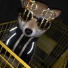 Dog clothes spring and autumn clothes summer Teddy Schnauzer Ricky Chai dog dog pet clothes tide