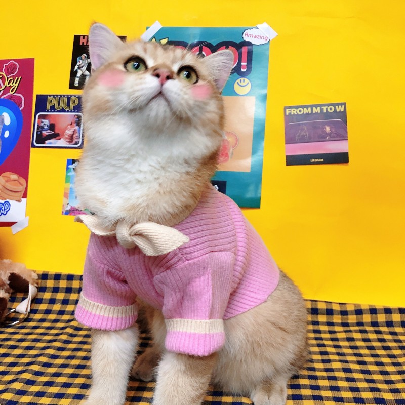 Cat clothes autumn and winter clothes bow sweater small milk cat cute English short blue cat anti hair falling dog pet clothes