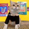Cat clothes autumn and winter clothes bow sweater small milk cat cute English short blue cat anti hair falling dog pet clothes