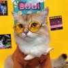 Cat clothes autumn and winter clothes bow sweater small milk cat cute English short blue cat anti hair falling dog pet clothes