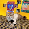 Cat clothes autumn and winter clothes bow sweater small milk cat cute English short blue cat anti hair falling dog pet clothes