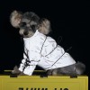 Dog clothes autumn and winter Teddy Chenery Bomei VIP small and medium-sized dog fashion reflective drawstring down jacket