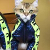Dog clothes winter clothes thickened down jacket tide Teddy Chenery Bomei medium and small dogs handsome pet clothes