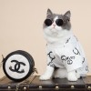 Pet clothes cat European and American letter T-shirt anti hair off English short Garfield hairless cat Maltese small dog clothes