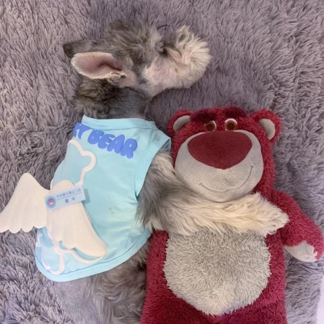 Dog vest wings Teddy is thinner than bear cat Bomei Chenery VIP small dog pet clothes in summer