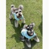 Dog vest wings Teddy is thinner than bear cat Bomei Chenery VIP small dog pet clothes in summer