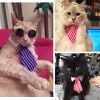 Pet Halloween cloak set dog bow tie cloak hat holiday accessories