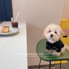Maltese clothes small dog Teddy Bomei cat puppet blue white British short anti hair loss thin breathable T-shirt