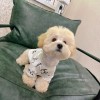 Maltese clothes small dog Teddy Bomei cat puppet blue white British short anti hair loss thin breathable T-shirt