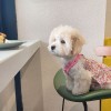 Spring and summer thin Maltese pet dog cat clothes summer anti falling wool cloth even blue and White Sleeveless suspender skirt
