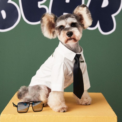 Pet clothes autumn summer white shirt Teddy Chenery than bear dog small dog handsome fashion two legged clothes