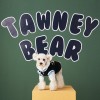 Dog clothes autumn and winter Teddy Chenery Bomei bear stitching contrast color fake two piece pet sweater fashion style
